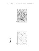 ISOLATION AND CULTIVATION OF STEM/PROGENITOR CELLS FROM THE AMNIOTIC     MEMBRANE OF UMBILICAL CORD AND USES OF CELLS DIFFERENTIATED THEREFROM diagram and image