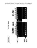 ISOLATION AND CULTIVATION OF STEM/PROGENITOR CELLS FROM THE AMNIOTIC     MEMBRANE OF UMBILICAL CORD AND USES OF CELLS DIFFERENTIATED THEREFROM diagram and image