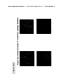 ISOLATION AND CULTIVATION OF STEM/PROGENITOR CELLS FROM THE AMNIOTIC     MEMBRANE OF UMBILICAL CORD AND USES OF CELLS DIFFERENTIATED THEREFROM diagram and image