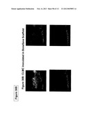 ISOLATION AND CULTIVATION OF STEM/PROGENITOR CELLS FROM THE AMNIOTIC     MEMBRANE OF UMBILICAL CORD AND USES OF CELLS DIFFERENTIATED THEREFROM diagram and image