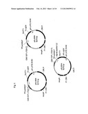 ROBO1-FC FUSION PROTEIN AND USE THEREOF FOR TREATING TUMOURS diagram and image