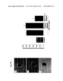 ROBO1-FC FUSION PROTEIN AND USE THEREOF FOR TREATING TUMOURS diagram and image