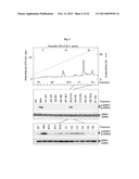 Pharmaceutical Composition Using Connective-tissue Growth Factor diagram and image