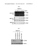 Pharmaceutical Composition Using Connective-tissue Growth Factor diagram and image