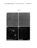 COMPOSITIONS AND METHODS OF USE OF TARGETING PEPTIDES AGAINST PLACENTA AND     ADIPOSE TISSUES diagram and image