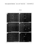 COMPOSITIONS AND METHODS OF USE OF TARGETING PEPTIDES AGAINST PLACENTA AND     ADIPOSE TISSUES diagram and image