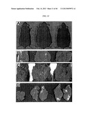 COMPOSITIONS AND METHODS OF USE OF TARGETING PEPTIDES AGAINST PLACENTA AND     ADIPOSE TISSUES diagram and image