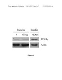 Extracts of Eleutherococcus SPP., Preparation Method Thereof and Use of     the Same diagram and image