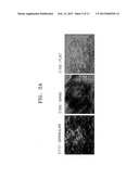 OXIDATION-RESISTANT FERRITIC STAINLESS STEEL, METHOD OF MANUFACTURING THE     SAME, AND FUEL CELL INTERCONNECTOR USING THE FERRITIC STAINLESS STEEL diagram and image