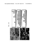 OXIDATION-RESISTANT FERRITIC STAINLESS STEEL, METHOD OF MANUFACTURING THE     SAME, AND FUEL CELL INTERCONNECTOR USING THE FERRITIC STAINLESS STEEL diagram and image