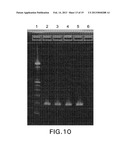 Biological Specimen Collection and Transport System and Method of Use diagram and image