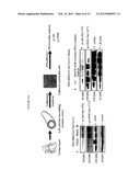 CHOLESTEROL ABSORPTION INHIBITOR AND OMEGA 3 FATTY ACIDS FOR THE REDUCTION     OF CHOLESTEROL AND FOR THE PREVENTION OR REDUCTION OF CARDIOVASCULAR,     CARDIAC AND VASCULAR EVENTS diagram and image