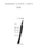 von Willebrand Factor (vWF) - Cleaving Protease diagram and image