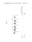 von Willebrand Factor (vWF) - Cleaving Protease diagram and image