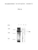 von Willebrand Factor (vWF) - Cleaving Protease diagram and image