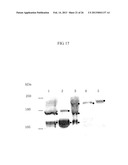 von Willebrand Factor (vWF) - Cleaving Protease diagram and image