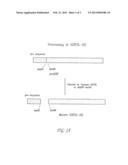 VACCINES, IMMUNOTHERAPEUTICS AND METHODS FOR USING THE SAME diagram and image