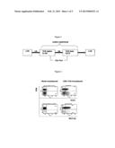 T-CELL RECEPTOR CAPABLE OF RECOGNISING AN ANTIGEN FROM CYTOMEGALOVIRUS diagram and image