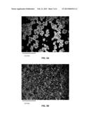 Biologically Catalyzed Mineralization of Carbon Dioxide diagram and image