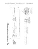 MULTI-COPY STRATEGY FOR HIGH-TITER AND HIGH-PURITY PRODUCTION OF     MULTI-SUBUNIT PROTEINS SUCH AS ANTIBODIES IN TRANSFORMED MICROBES SUCH AS     PICHIA PASTORIS diagram and image