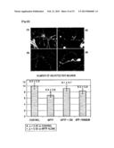 PHARMACEUTICAL COMPOSITION FOR INHIBITING APOPTOSIS OF NEURON OR     NEURODEGENERATION diagram and image