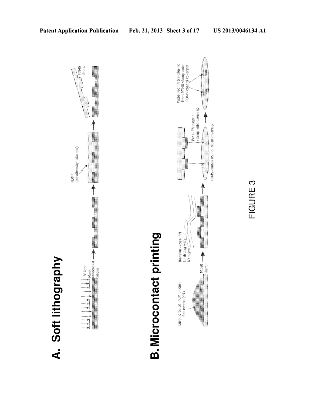 METHODS OF GENERATING ENGINEERED INNERVATED TISSUE AND USES THEREOF - diagram, schematic, and image 04
