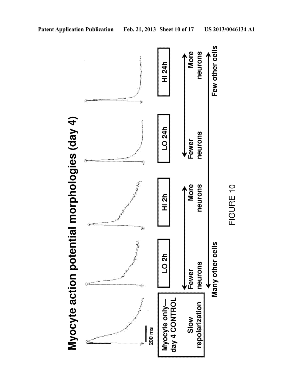 METHODS OF GENERATING ENGINEERED INNERVATED TISSUE AND USES THEREOF - diagram, schematic, and image 11