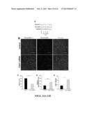 METHODS OF USING AGENTS THAT MODULATE CLAUDIN EXPRESSION diagram and image