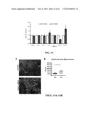 METHODS OF USING AGENTS THAT MODULATE CLAUDIN EXPRESSION diagram and image