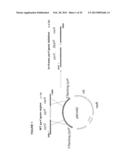 POSITIVE AND NEGATIVE SELECTABLE MARKERS FOR USE IN THERMOPHILIC ORGANISMS diagram and image