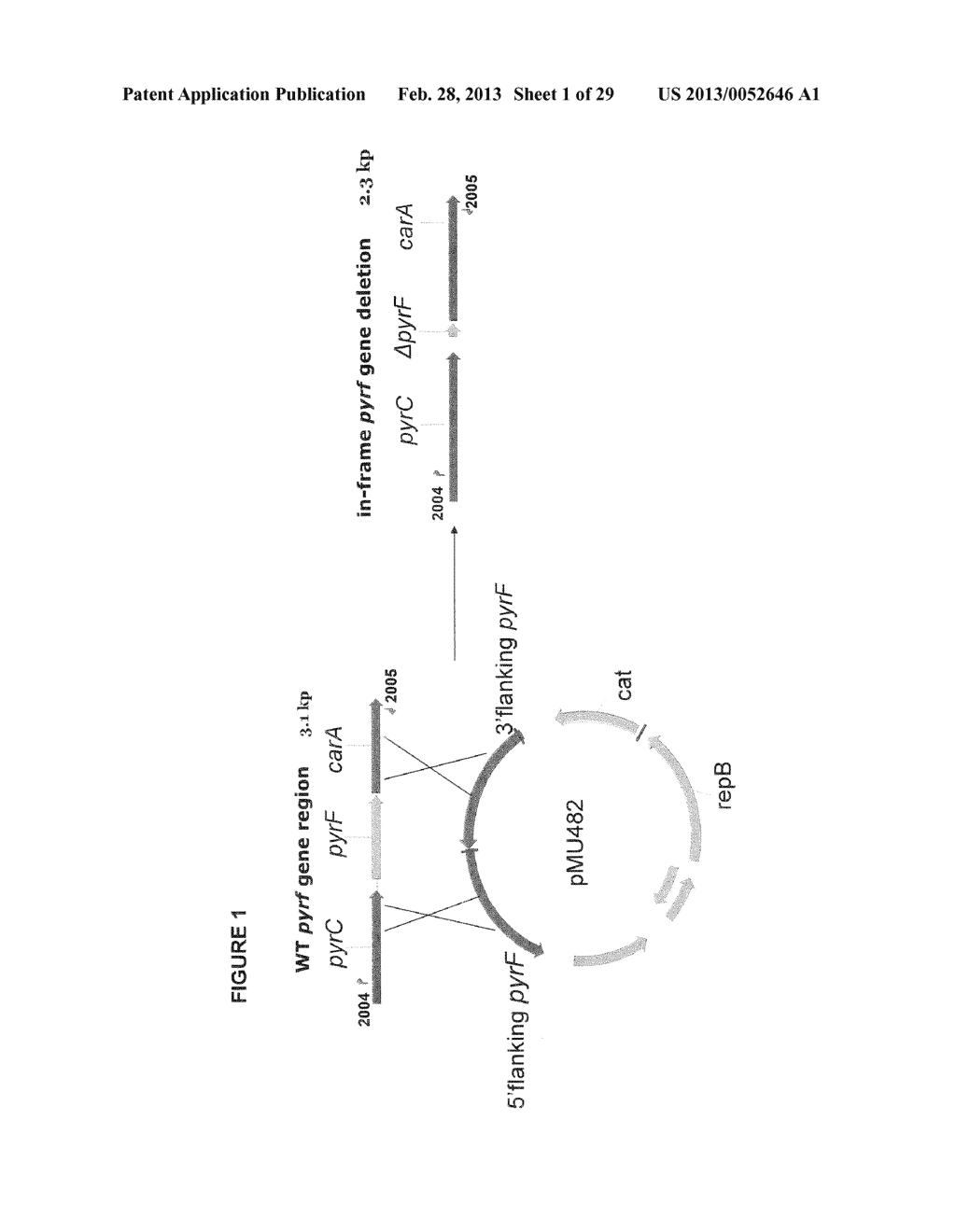 POSITIVE AND NEGATIVE SELECTABLE MARKERS FOR USE IN THERMOPHILIC ORGANISMS - diagram, schematic, and image 02