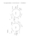 POSITIVE AND NEGATIVE SELECTABLE MARKERS FOR USE IN THERMOPHILIC ORGANISMS diagram and image