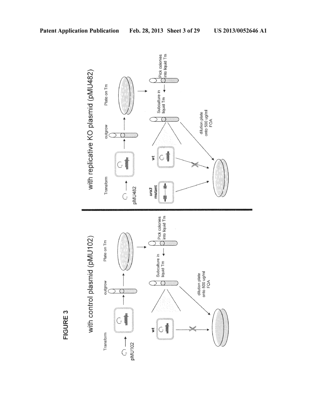 POSITIVE AND NEGATIVE SELECTABLE MARKERS FOR USE IN THERMOPHILIC ORGANISMS - diagram, schematic, and image 04