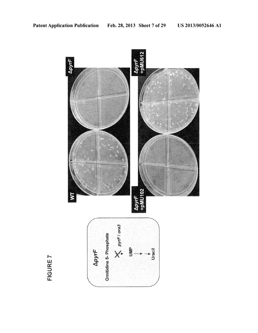 POSITIVE AND NEGATIVE SELECTABLE MARKERS FOR USE IN THERMOPHILIC ORGANISMS - diagram, schematic, and image 08