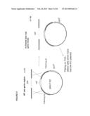 POSITIVE AND NEGATIVE SELECTABLE MARKERS FOR USE IN THERMOPHILIC ORGANISMS diagram and image