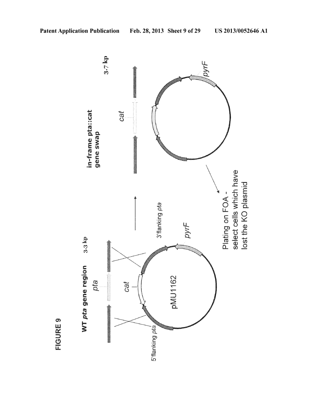 POSITIVE AND NEGATIVE SELECTABLE MARKERS FOR USE IN THERMOPHILIC ORGANISMS - diagram, schematic, and image 10