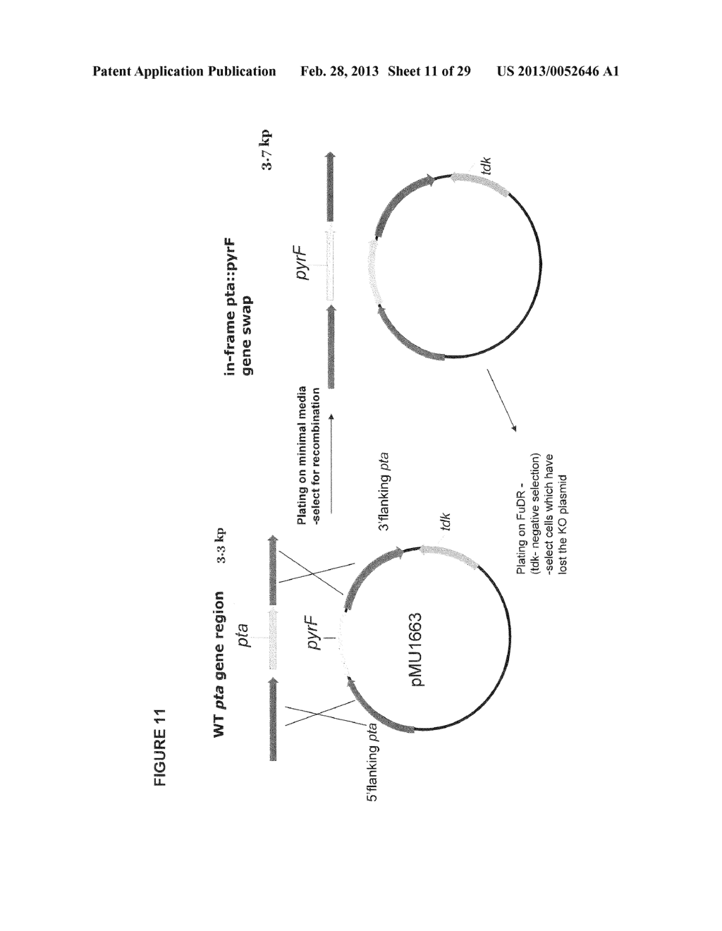 POSITIVE AND NEGATIVE SELECTABLE MARKERS FOR USE IN THERMOPHILIC ORGANISMS - diagram, schematic, and image 12