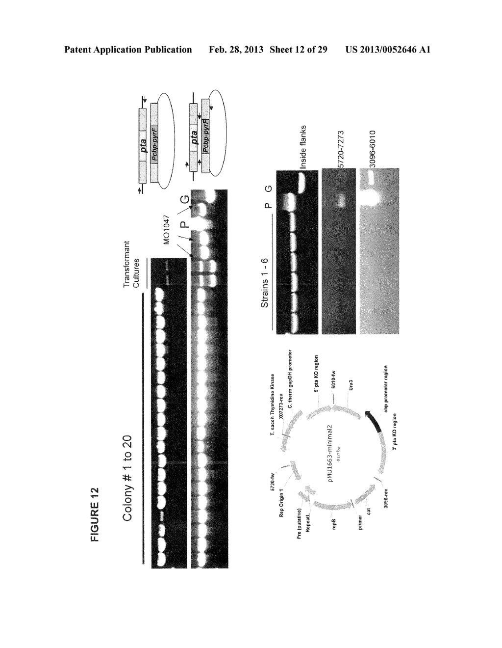 POSITIVE AND NEGATIVE SELECTABLE MARKERS FOR USE IN THERMOPHILIC ORGANISMS - diagram, schematic, and image 13