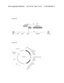 POSITIVE AND NEGATIVE SELECTABLE MARKERS FOR USE IN THERMOPHILIC ORGANISMS diagram and image