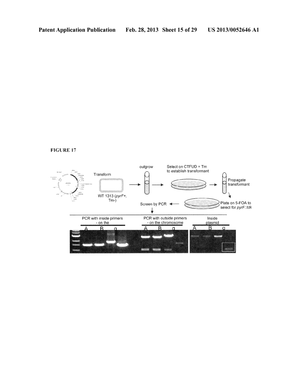 POSITIVE AND NEGATIVE SELECTABLE MARKERS FOR USE IN THERMOPHILIC ORGANISMS - diagram, schematic, and image 16