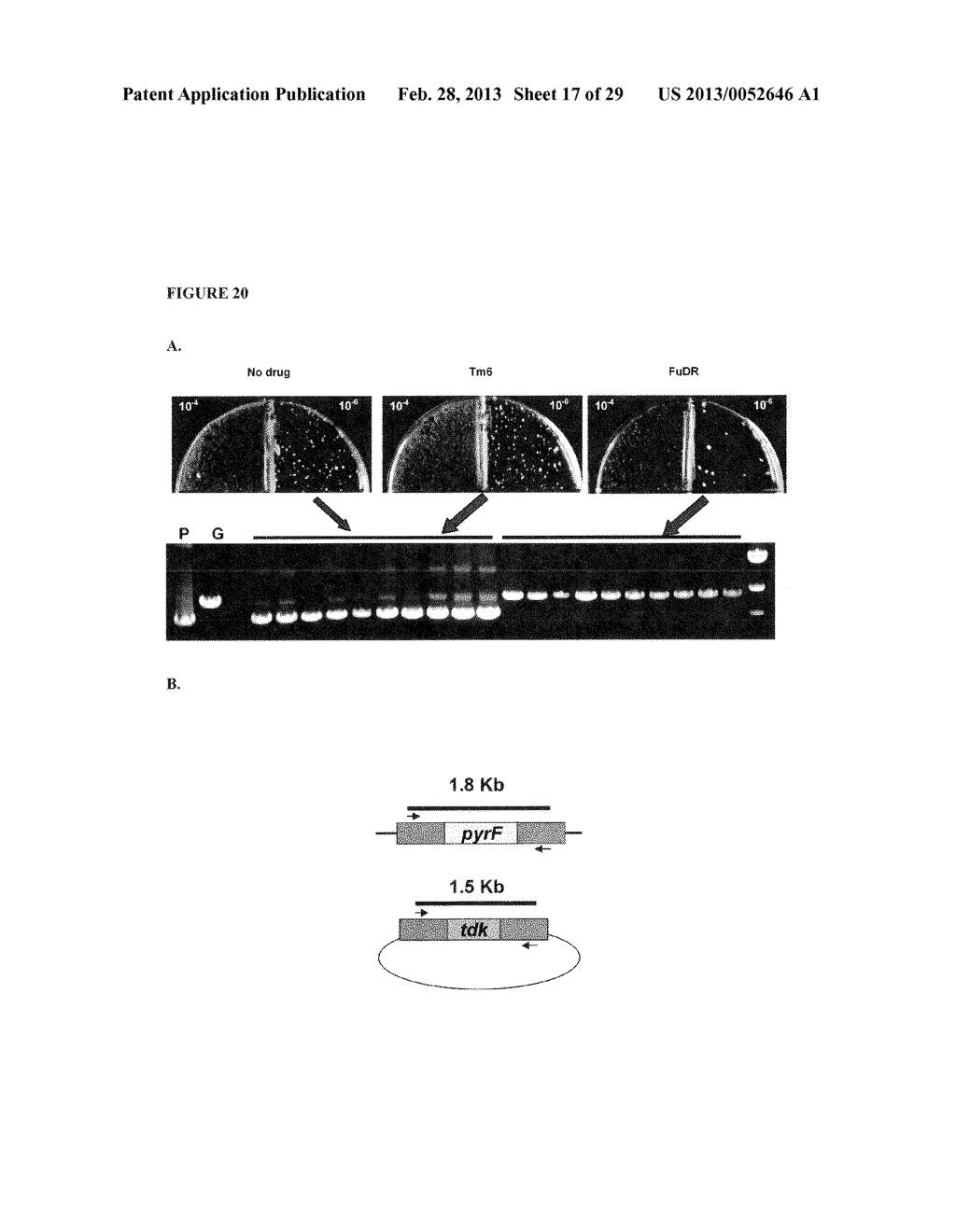 POSITIVE AND NEGATIVE SELECTABLE MARKERS FOR USE IN THERMOPHILIC ORGANISMS - diagram, schematic, and image 18