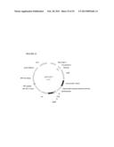 POSITIVE AND NEGATIVE SELECTABLE MARKERS FOR USE IN THERMOPHILIC ORGANISMS diagram and image