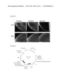 POSITIVE AND NEGATIVE SELECTABLE MARKERS FOR USE IN THERMOPHILIC ORGANISMS diagram and image