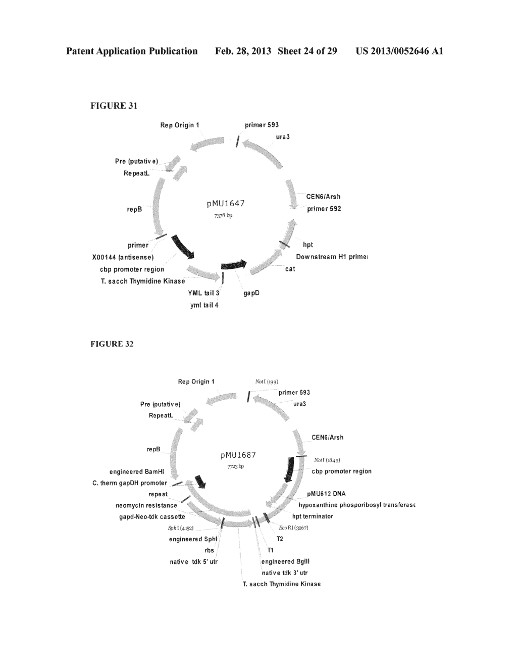 POSITIVE AND NEGATIVE SELECTABLE MARKERS FOR USE IN THERMOPHILIC ORGANISMS - diagram, schematic, and image 25