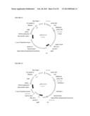 POSITIVE AND NEGATIVE SELECTABLE MARKERS FOR USE IN THERMOPHILIC ORGANISMS diagram and image