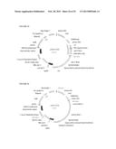 POSITIVE AND NEGATIVE SELECTABLE MARKERS FOR USE IN THERMOPHILIC ORGANISMS diagram and image