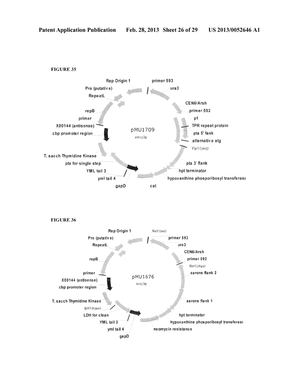 POSITIVE AND NEGATIVE SELECTABLE MARKERS FOR USE IN THERMOPHILIC ORGANISMS - diagram, schematic, and image 27