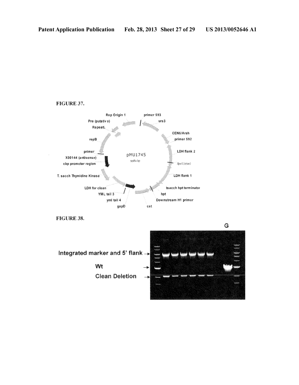 POSITIVE AND NEGATIVE SELECTABLE MARKERS FOR USE IN THERMOPHILIC ORGANISMS - diagram, schematic, and image 28