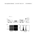 METHOD FOR DETECTING PROTEIN-PROTEIN INTERACTIONS IN CELLS diagram and image