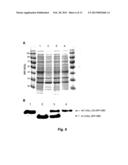 METHOD FOR DETECTING PROTEIN-PROTEIN INTERACTIONS IN CELLS diagram and image